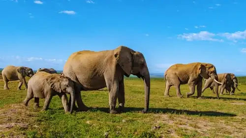 Le parc national Addo Elephant