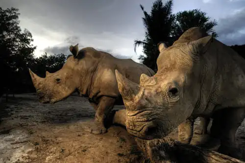 Les animaux du Big Five