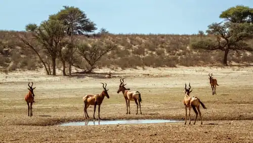 Le parc transfrontalier de Kgalagadi