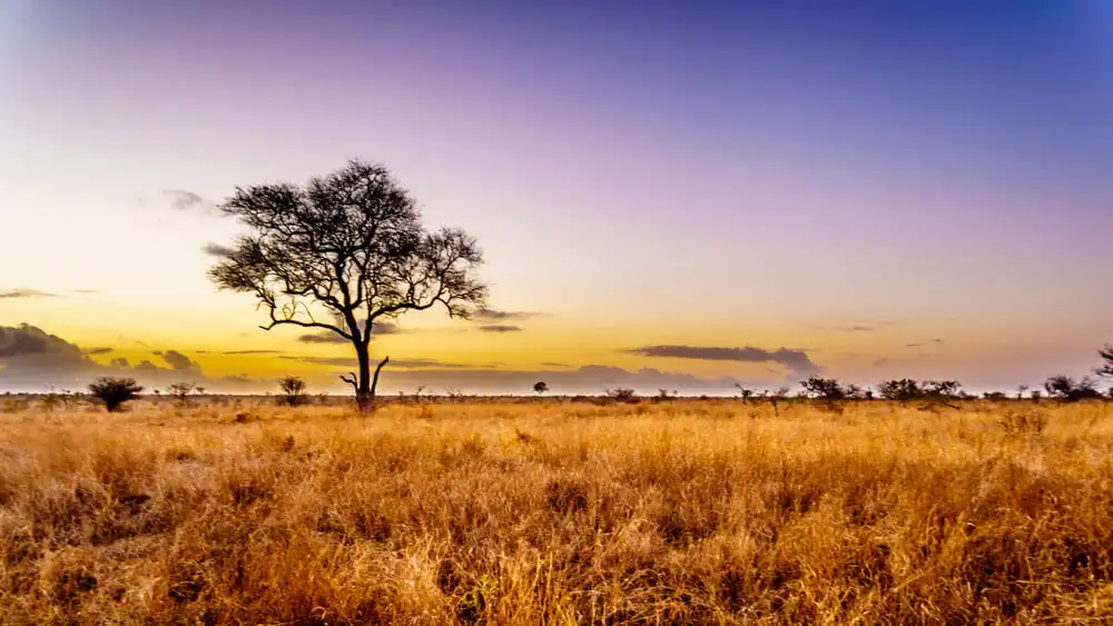 🏷️ Combien coûte un Safari en Afrique du Sud ?