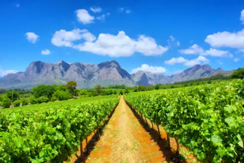 Les vignes d’Afrique du Sud en safari | SafariWorld.fr