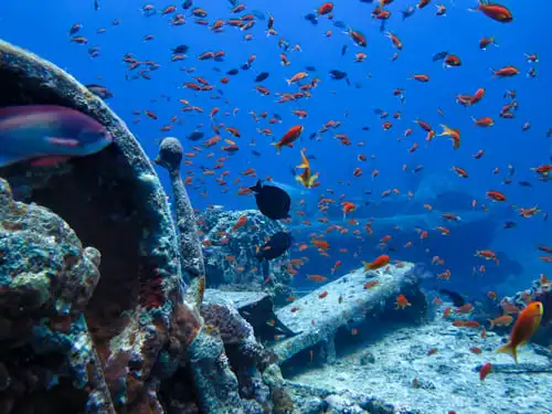 plongée sous-marine