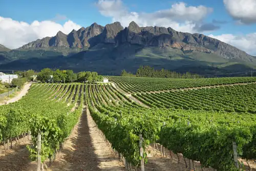 Les vignes d’Afrique du Sud