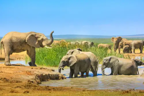 Le parc national Addo Elephant