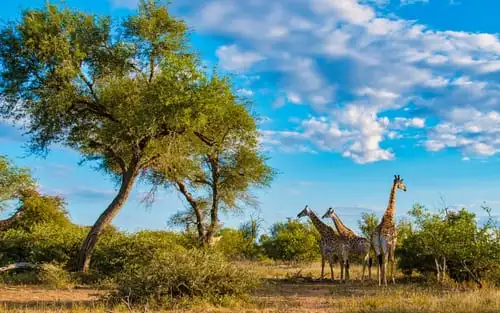 Le parc national kruger