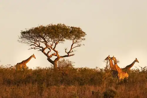 Les animaux sauvages de Hluhluwe Imfolozi