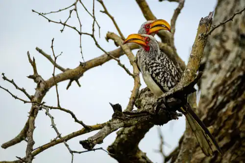 Une réserve connue pour sa multitude d’oiseaux