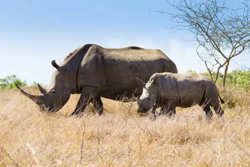 Votre safari à Hluhluwe Imfolozi