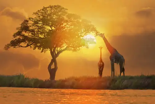 Pourquoi partir en Afrique du Sud en Safari ?