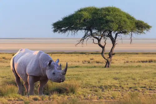 Safari en Afrique du Sud, combien ça coûte ?