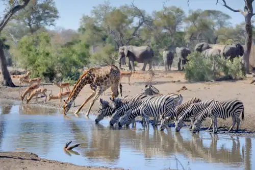 Quand partir en Safari en Afrique du Sud ?