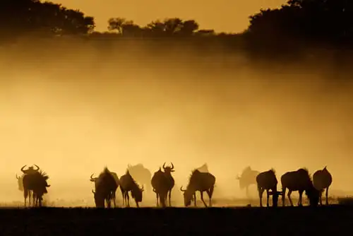 Dormir dans la partie botswanaise du Kgalagadi