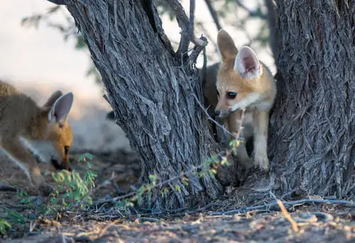 Un parc semi-désertique peuplé d’animaux