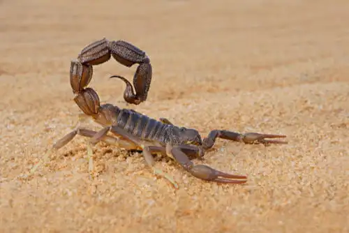 Un safari dans le parc de Kgalagadi