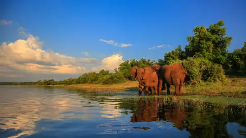 La nature exceptionnelle du parc Kruger