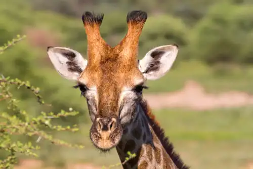 Un safari réussi à Marakele