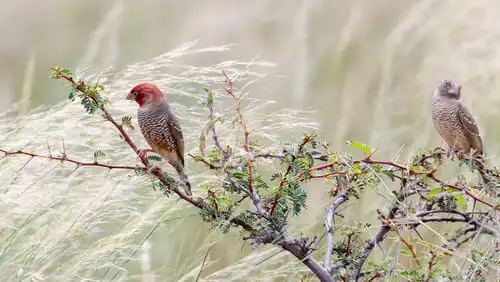 Mokala, le jardin d’Eden des oiseaux