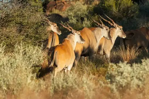 Votre safari à Mokala : merveilles et liberté