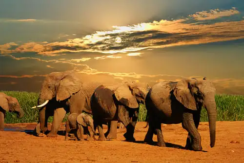 Le parc national des Éléphants d’Addo