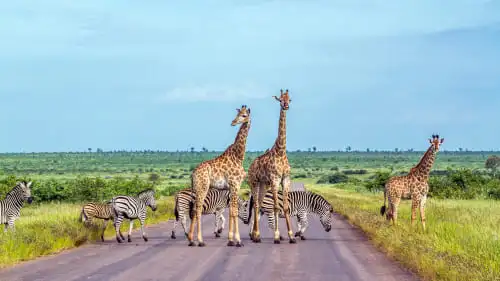 Le parc national Kruger