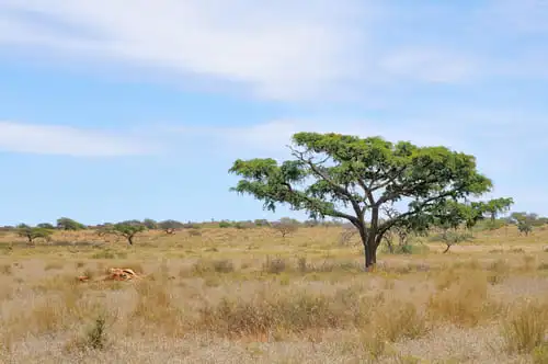 Le parc national de Mokala