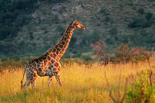 Le parc national du Pilanesberg