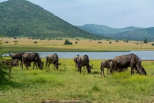 Les superbes animaux du parc du Pilanesberg