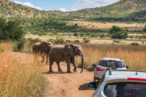 Safari en self-drive ou guidé ?