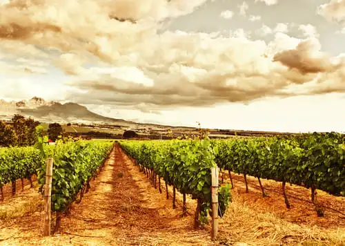 L’histoire de ces vignes pas comme les autres