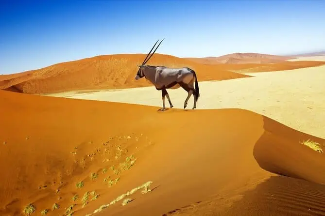 Destinations secrètes pour un Safari
