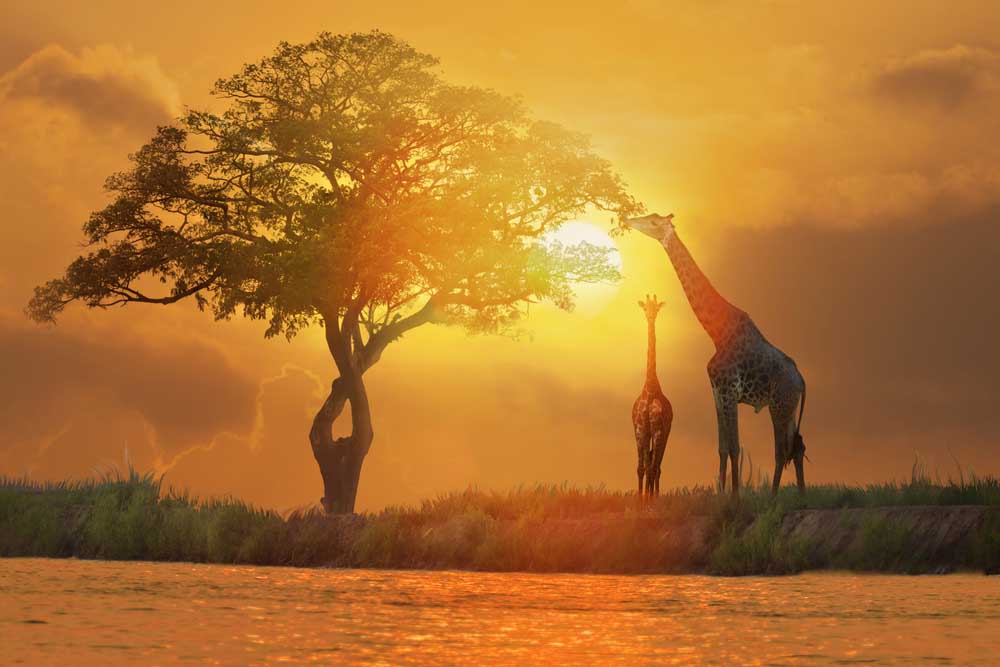 Les 8 erreurs à éviter lors d’un safari en Afrique