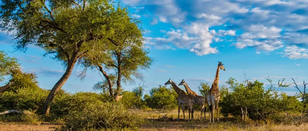 Kenya ou Afrique du Sud ?