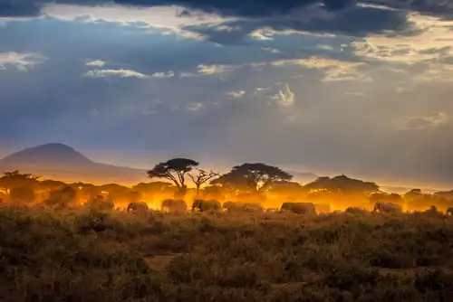 8 astuces pour économiser sur votre prochain safari