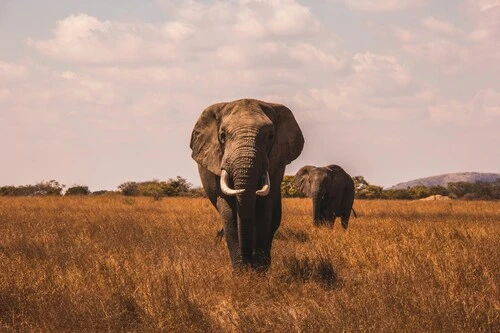 Safari au Rwanda à la rencontre des gorilles