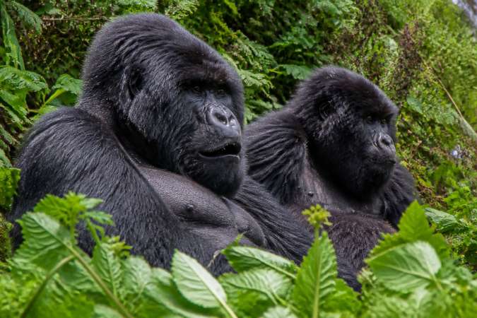 La forêt de Bwindi en Ouganda pour voir les gorilles