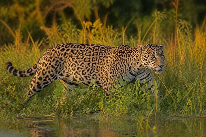 Le Pantanal au Brésil pour le jaguar et les oiseaux