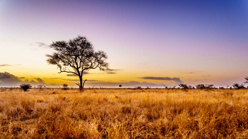 Un safari en Afrique, comment choisir ?