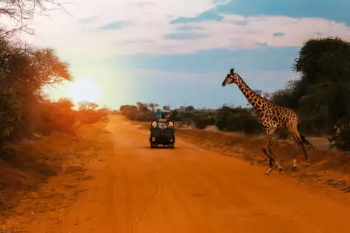 Safari et écologie, est-ce vraiment compatible ?