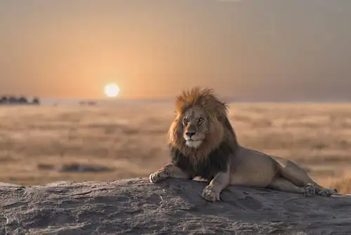 Le roi de la savane : le lion