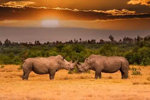 Le rhinocéros blanc ou noir, même combat