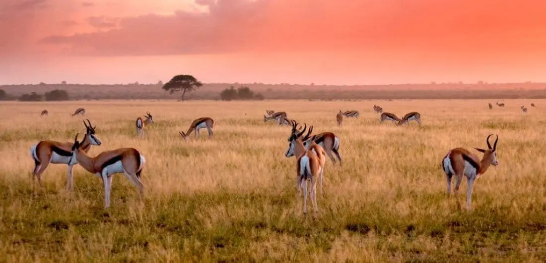 Kalahari