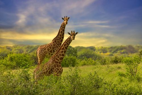 Les deux géants Tsavo et leurs animaux atypiques