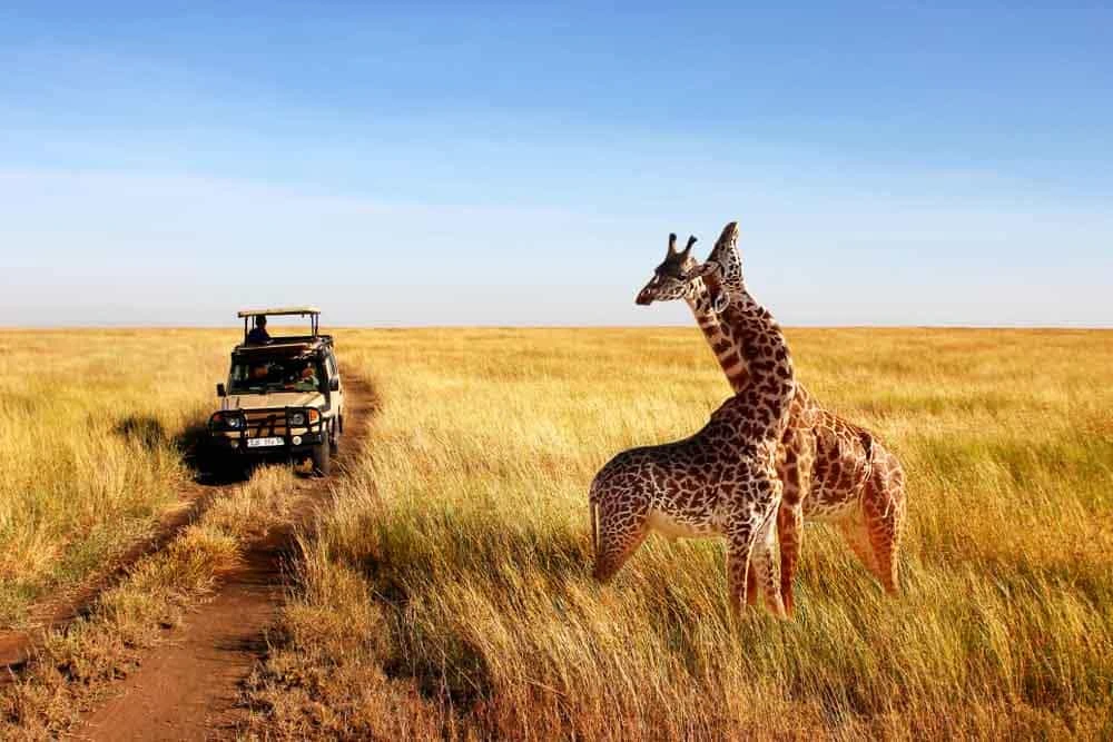 Les principes fondamentaux de l'éthique du safari
