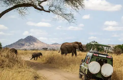 Un safari en Afrique pendant l’hiver austral ?