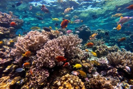 raja ampat