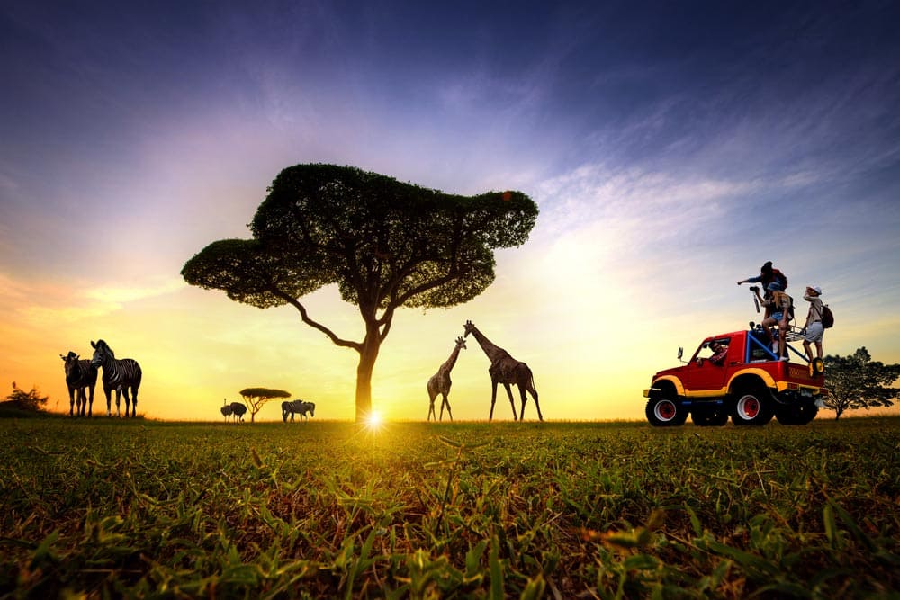 Les activités à faire en safari