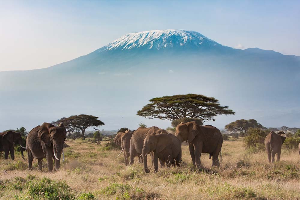 Le parc National d'Amboseli