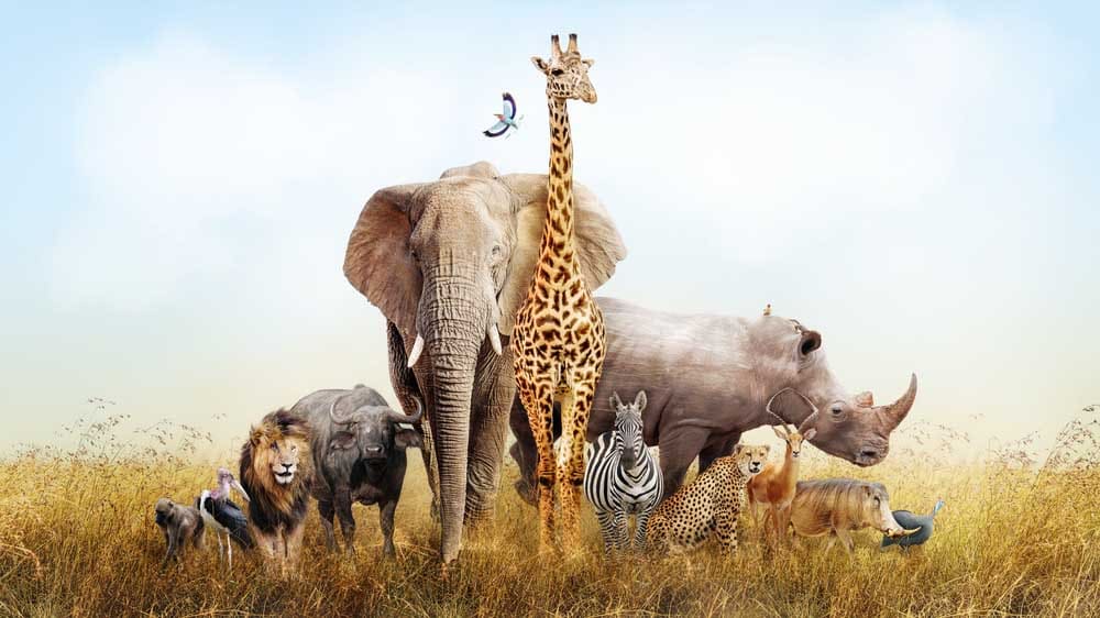 Les animaux à voir en safari au Kenya