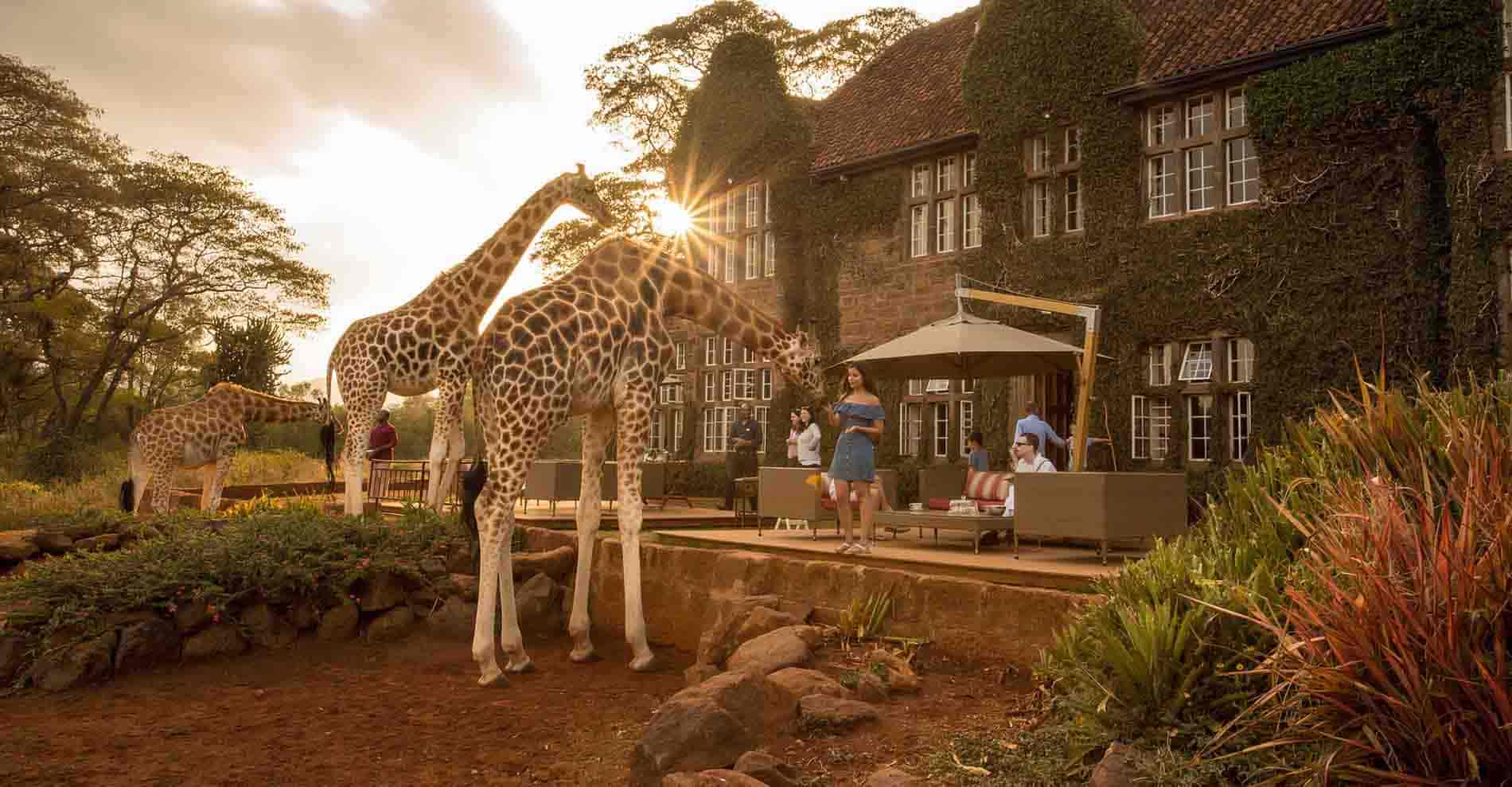 Giraffe Manor : l'hôtel de plus recherché du Kenya | SafariWorld.fr