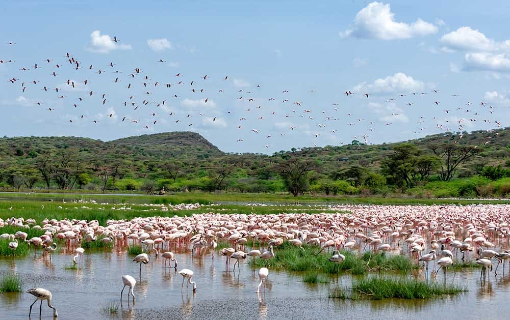 Le Lac de Bogoria